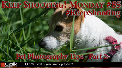 Pet Photography Tips - Part 2