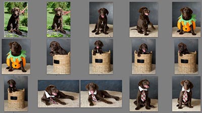 Puppies! Pet Photography Tips - Part 4